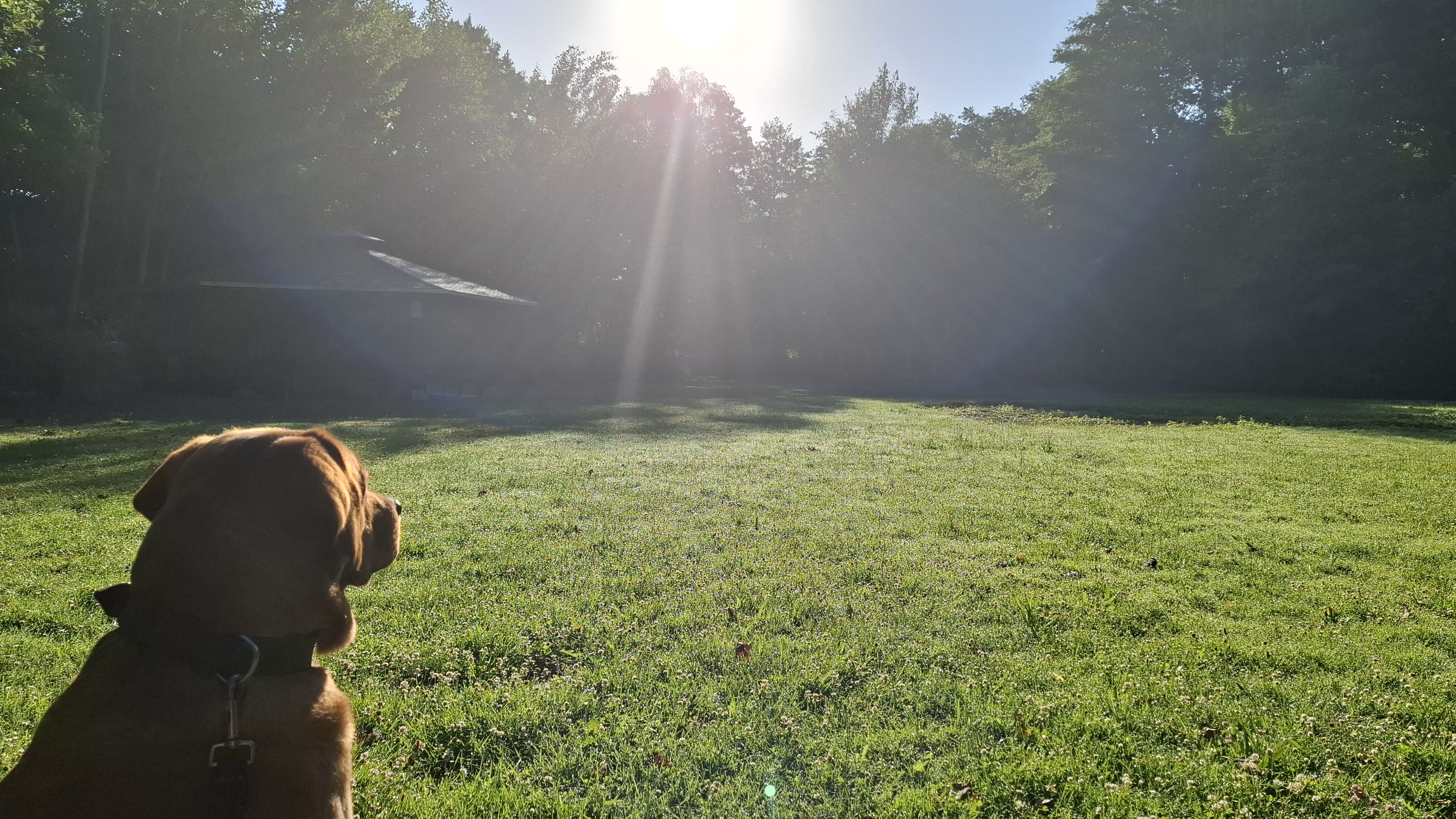 Hund auf einer sonnendurchfluteten Wiese im Gegenlicht als Sinnbild für energetische Begleitung