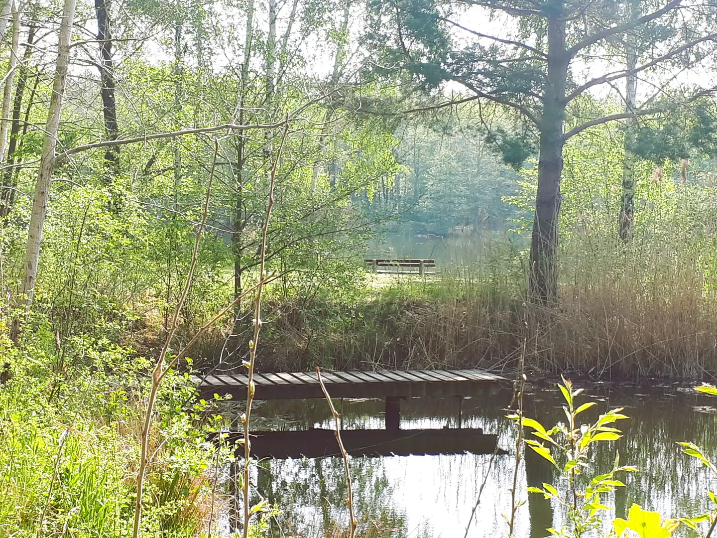 Holzsteg führt über ruhiges Wasser in einen Wald